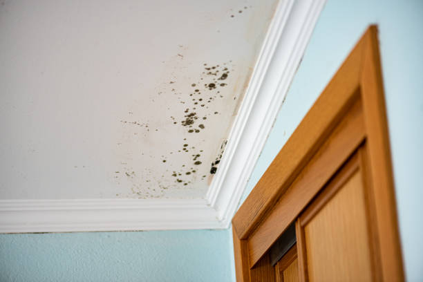 Best Residential Mold Removal  in Pecatonica, IL