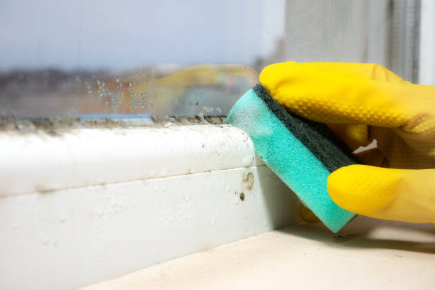 Best Commercial Mold Removal  in Pecatonica, IL