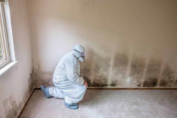 Best Residential Mold Removal  in Pecatonica, IL