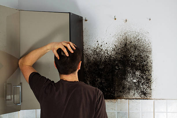 Best Mold Damage Repair  in Pecatonica, IL