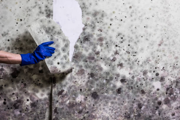 Best Black Mold Removal  in Pecatonica, IL