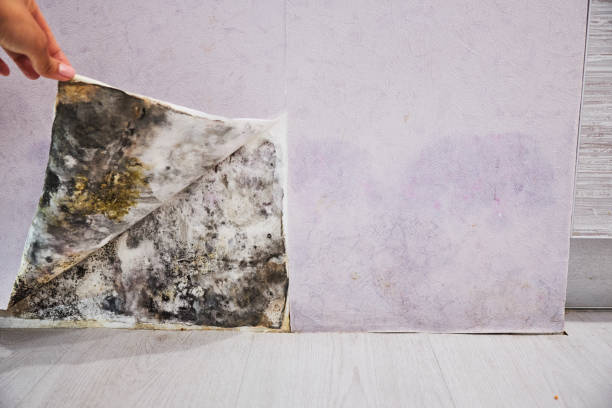 Best Attic Mold Removal  in Pecatonica, IL